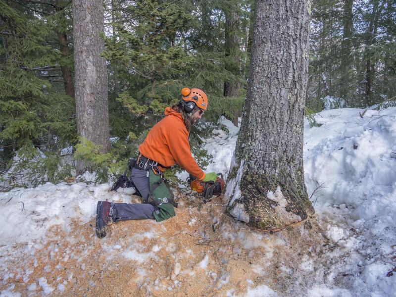 man removing the stump