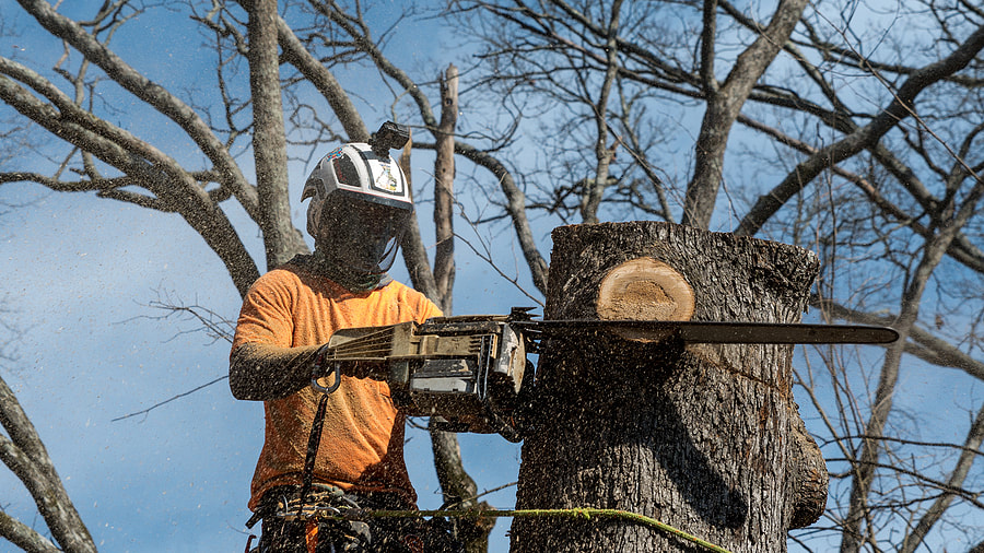 a man cutting the tree