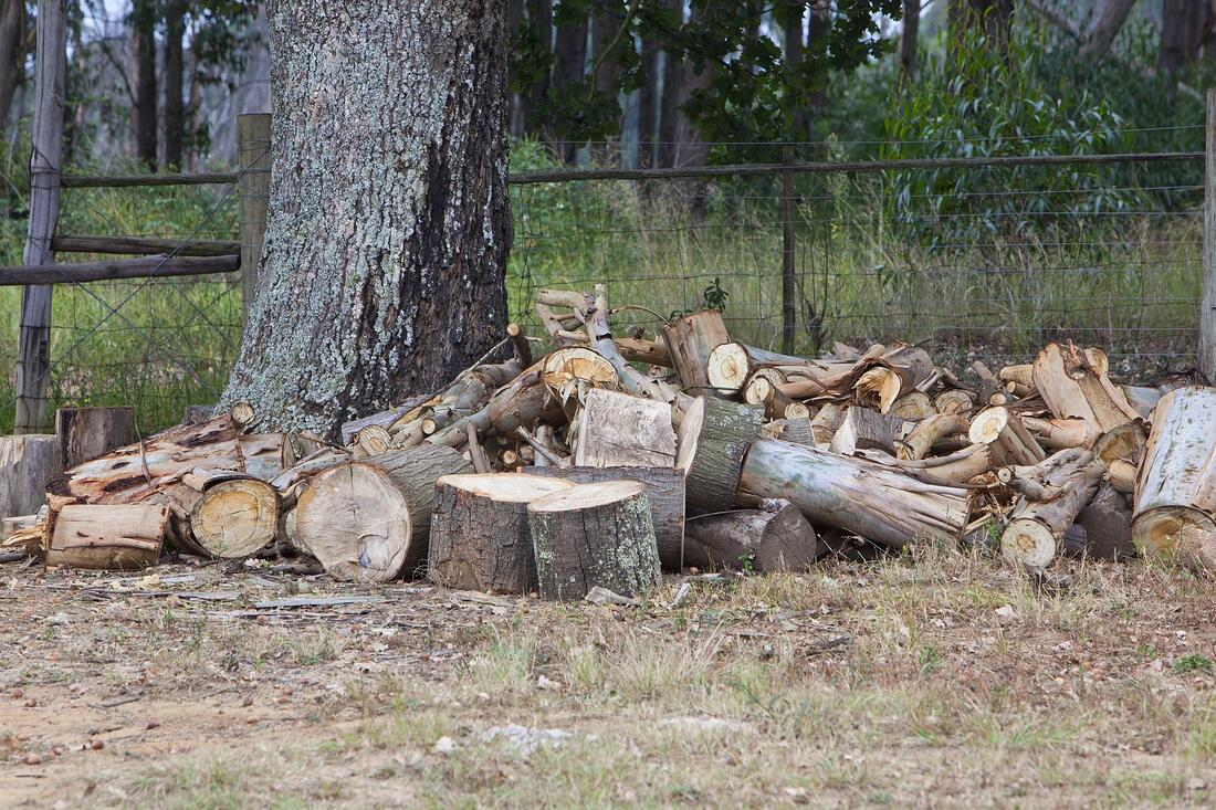 cut logs beside the tree